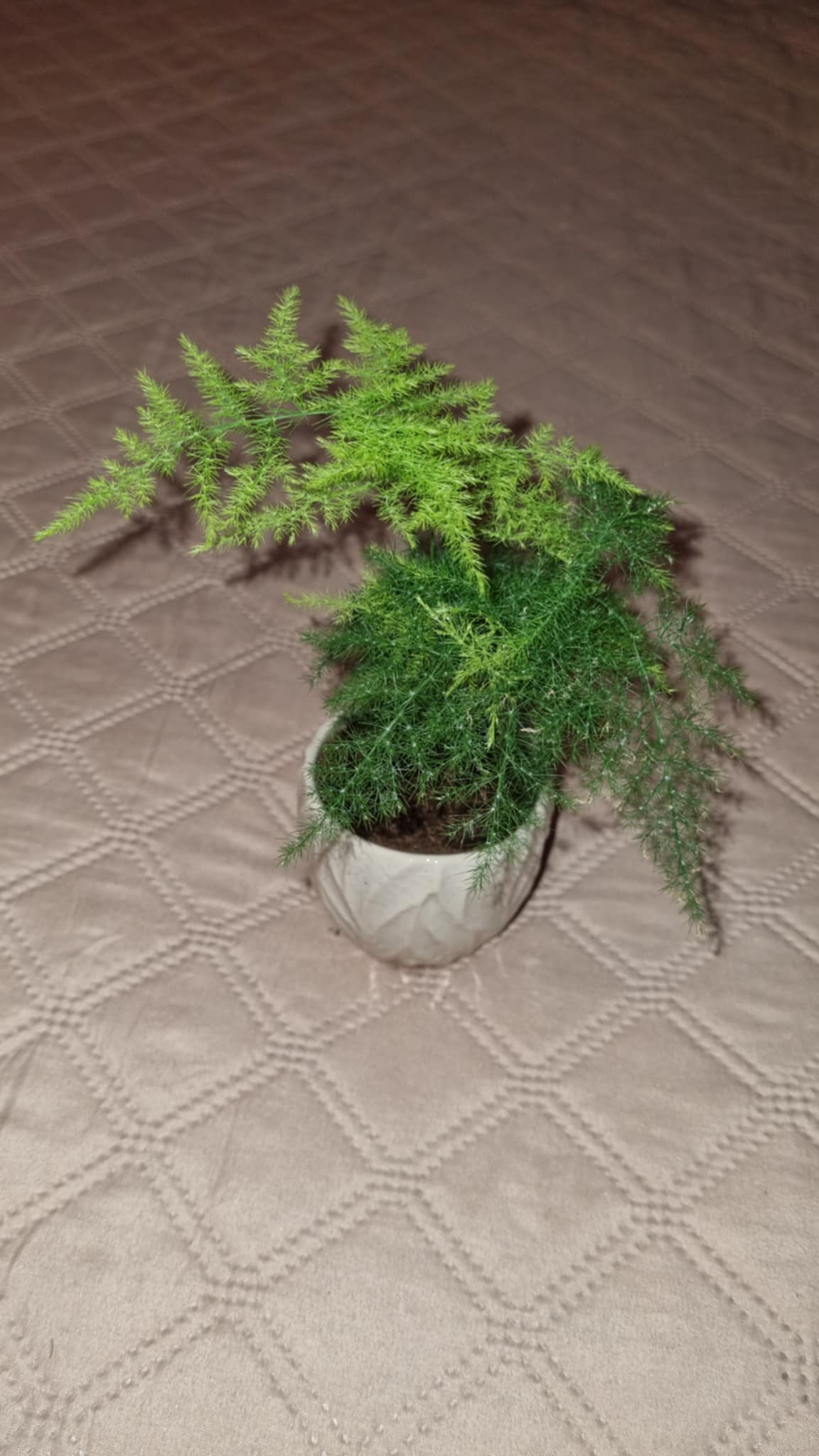 Asparagus Fern Image 2